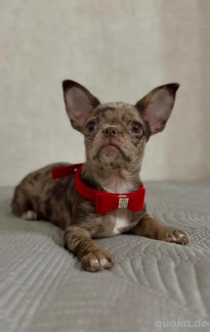 Ella ist ein entzückender Welpe