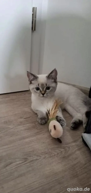 Hübscher Deckkater wartet auf Damenbesuch  Bild 4