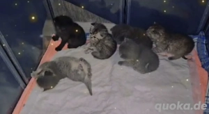 Hübscher Deckkater wartet auf Damenbesuch  Bild 5