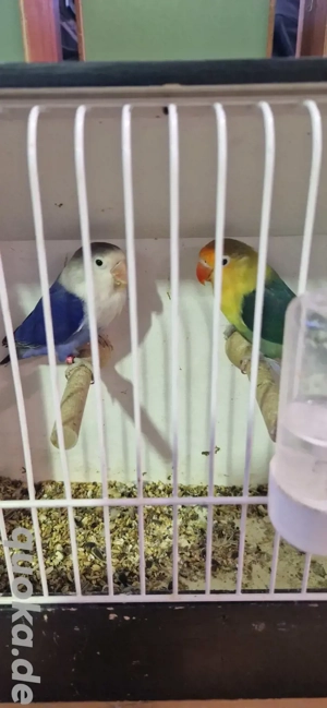 Unzertrennliche (Agaponiden) Pfirsichköpfchen zu verkaufen