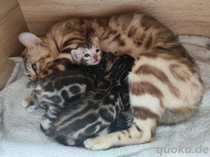 Premium Bengalkitten mit Stammbaum
