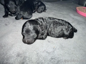 Toypudel Welpen Bild 3