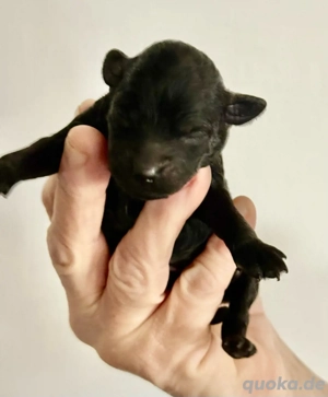 Toypudel Welpen Bild 4