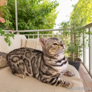 Reinrassiger Black Silver Bengal Deckkater mit Stammbaum 