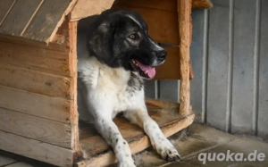 Cheeky, unser agiler und kluger Rüde, sucht Herdenschutz-Fans als Adoptanten. Bild 9