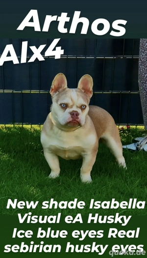 New shade Isabella Visual eA Husky  blaue Augen mit ZTP Deckrüde 