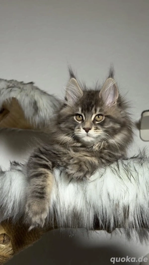 Maine Coon Kätzchen aus professioneller Zucht