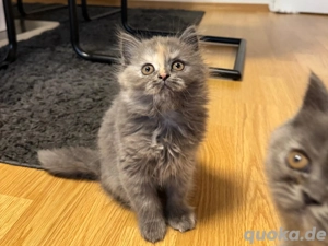 Perser und BKH (Britisch Kurzhaar) Kätzchen