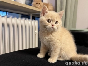Perser und BKH (Britisch Kurzhaar) Kätzchen