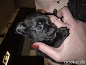 Chihuahua-Mix Männchen 9 Wochen abzugeben 