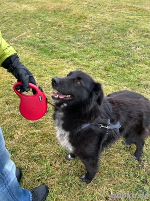 Merlin, 5 Jahre, ca. 65 cm