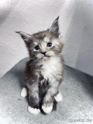 5 von 8 Maine Conn Kitten suchen bald ein liebevolles zuhause können reserviert werden