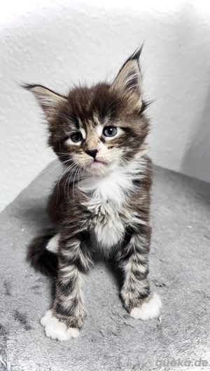 3 von 8 Maine Conn Kitten suchen bald ein liebevolles zuhause können reserviert werden