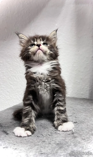 4 von 8 Maine Conn Kitten suchen bald ein liebevolles zuhause können reserviert werden