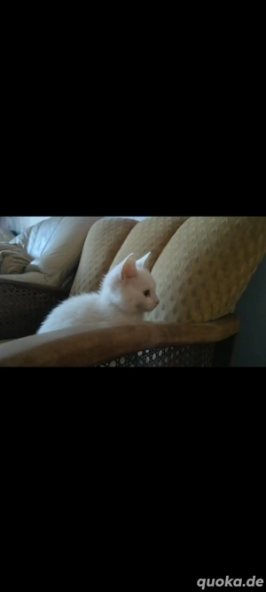 Katzenbaby Bild 3