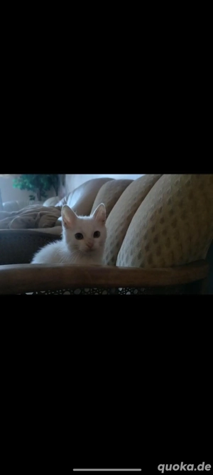 Katzenbaby Bild 7