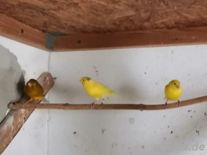 Kanarienvögel abzugeben 