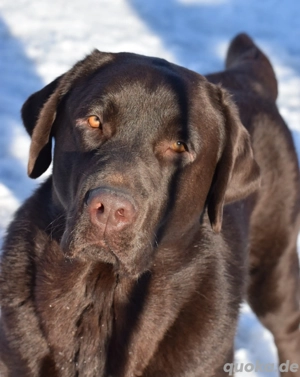 Labrador Deckrüde Showlinie 