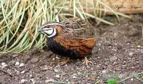 1,1 Harlekinwachtel abzugeben