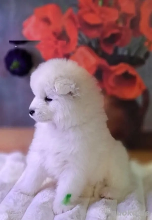 Wunderschöne, reinrassige Samojeden Welpen 