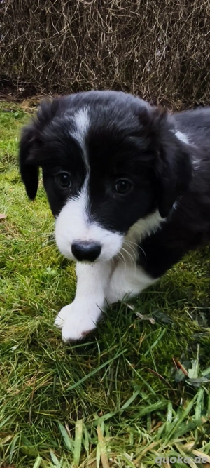 Border Collie Welpen