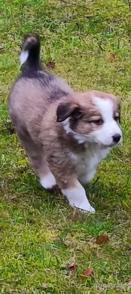 Border Collie Welpen