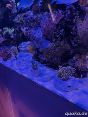 Korallen Ableger  Meerwasser 