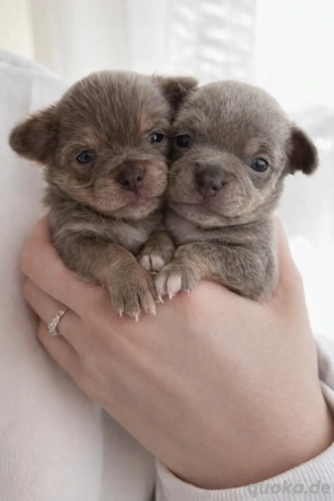    Zwei süße Chihuahua-Welpen Blue and tan langhaar und kurzhaar   