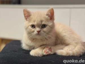 Perser und BKH (Britisch Kurzhaar) Kätzchen