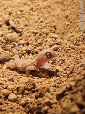 Stenodactylus Sthenodactylus 