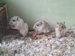 Rennmaus  Rennmäuse Wüstenrennmäuse Nachwuchs, weiblich  