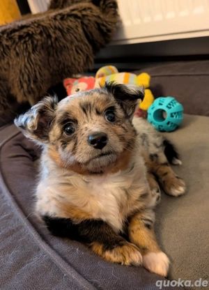 Chihuahua Rüde sucht neues Zuhause 