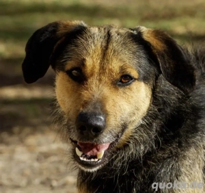 Quinqui sucht sein Glück