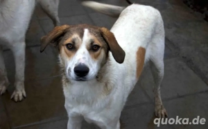 Hübsche Pai sucht liebevolles zu Hause	