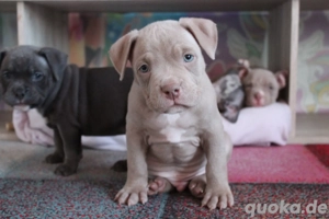 Wunderschöne American Bully Pocket Welpen