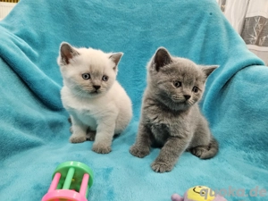 Süßen BKH Kitten 