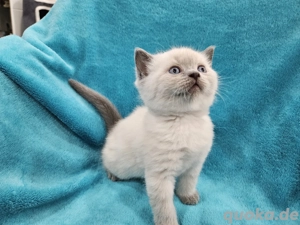 Süßen BKH Kitten , nur Jungen frei. 