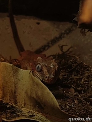 1.0 Red Based   Red Striped Rhaocodactylus auriculatus Bild 3