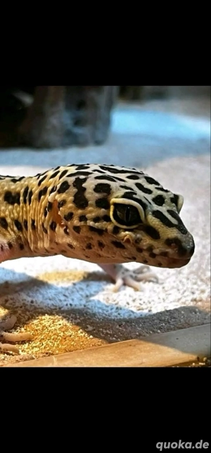 2 Leopardgeckos 