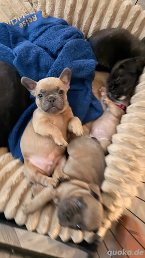 Reinrassige French Bulldog lilac fawn 