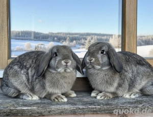    Junge Zwergwidder Kaninchen Hasen Minilop Rammler   