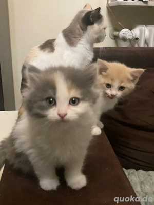Perser BKH Mix Katzenbabys Kitten langhaar