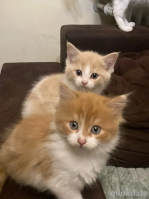 Perser BKH Mix Katzenbabys Kitten langhaar