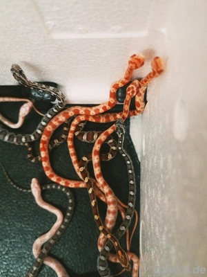 2 Boa Constrictor Guyana Rotschwanzboas Kornnattern