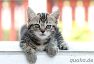 Wir Suche ein Kitten Karter 