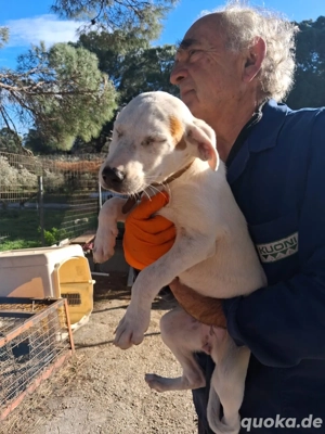 Zuhause gesucht für Luna 