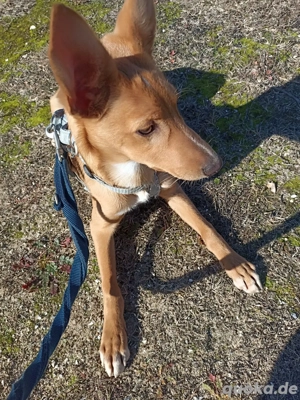 LUKA sucht sein Traumkörbchen Bild 5