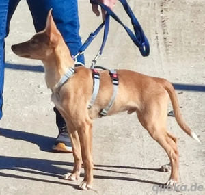LUKA sucht sein Traumkörbchen Bild 2