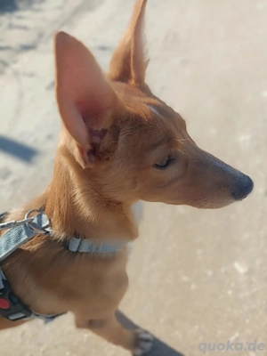 LUKA sucht sein Traumkörbchen Bild 4