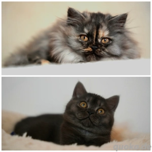 BKH BLH Kitten mit Stammbaum 